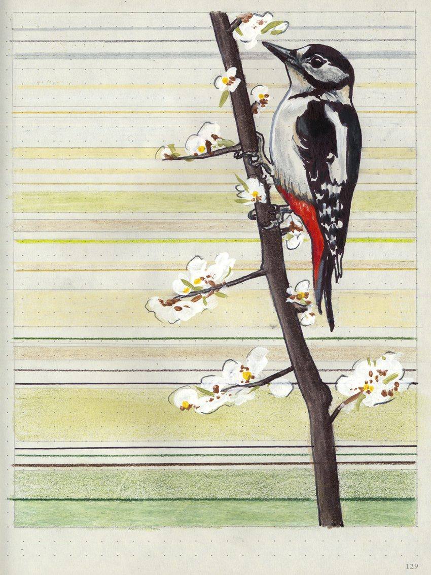 Woodpecker, an original colored pencil and mixed media artwork by Michael Lombardi