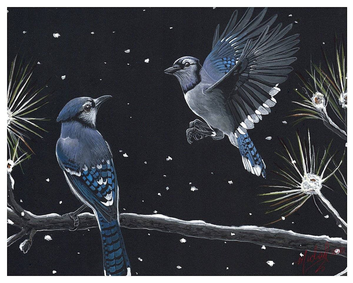 Blue Jay Pair, an original artwork on black paper by Michael Lombardi